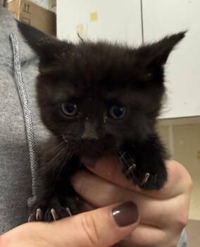 Kale -  Domestic Long Hair Cat for Adoption in Salisbury, Maryland - Kale | PetCurious