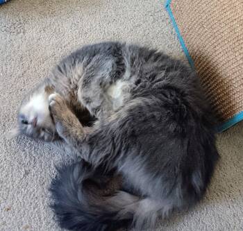 Domestic Short Hair Cats Available for Adoption - Coco | PetCurious