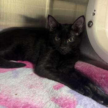 Cilantro 28695 -  Domestic Short Hair Cat for Adoption in Middleburg, Florida - Cilantro 28695 | PetCurious