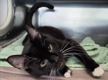 Domestic Short Hair Cats Available for Adoption in Los Angeles, California - Blossom | PetCurious