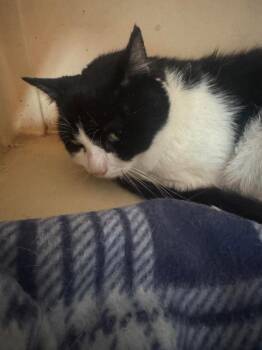 Marble -  Domestic Short Hair Cat for Adoption in Plymouth, Connecticut - Marble | PetCurious