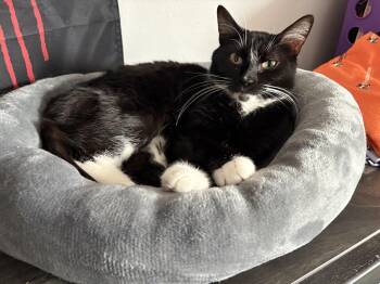 Mama -  Domestic Short Hair Cat for Adoption in Mayfield, New York - Mama | PetCurious