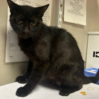 Queen -  Domestic Short Hair Cat for Adoption in Yuma, Arizona - Queen | PetCurious