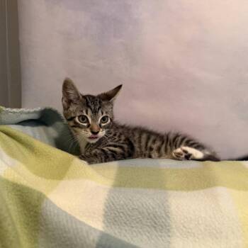 Hearth -  Domestic Short Hair Cat for Adoption in Fredericksburg, Virginia - Hearth | PetCurious