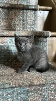 Rat -  Domestic Medium Hair Cat for Adoption in Crystal Lake, Illinois - Rat | PetCurious