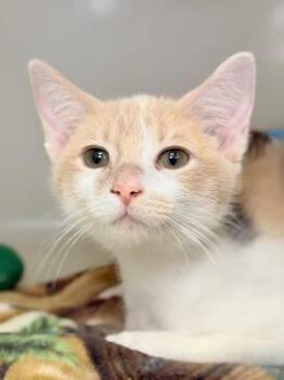 Sprout -  Domestic Short Hair Cat for Adoption in Menomonie, Wisconsin - Sprout | PetCurious
