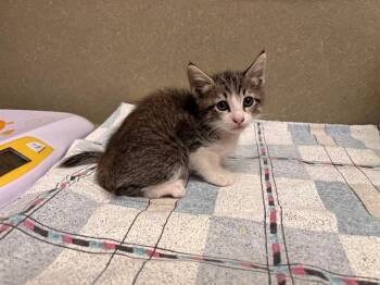 A553286 -  Domestic Short Hair Cat for Adoption in Moreno Valley, California - A553286 | PetCurious