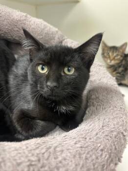 Scoop (Tom Pate) -  Domestic Short Hair Cat for Adoption in Johnson City, Tennessee - Scoop (Tom Pate) | PetCurious
