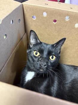 Rescue Domestic Short Hair Cats for Adoption in El Paso, Texas - 55950966 | PetCurious