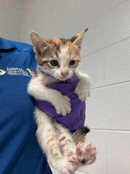 Domestic Short Hair Cats Available for Adoption in St. Cloud, Florida - ELAINE | PetCurious