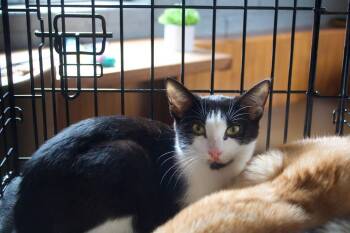 Rescue Domestic Short Hair Cats for Adoption in Roachdale, Indiana - Jalapeño | PetCurious