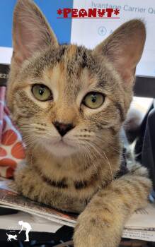 Peanut -  Domestic Short Hair Cat for Adoption in Centerville, Utah - Peanut | PetCurious