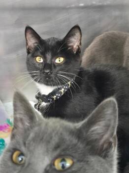 Lyndsy -  Domestic Short Hair Cat for Adoption in Mount Vernon, Ohio - Lyndsy | PetCurious