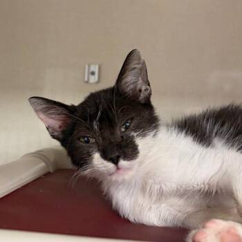 Bearcub Paul -  Domestic Short Hair Cat for Adoption in Mentor, Ohio - Bearcub Paul | PetCurious