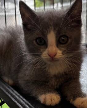 JASPER -  Domestic Long Hair Cat for Adoption in Elizabethton, Tennessee - JASPER | PetCurious
