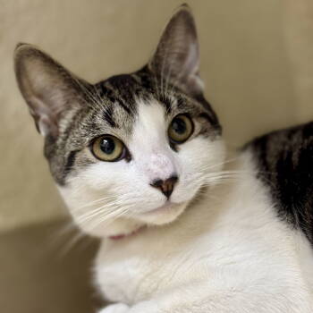 Rescue Domestic Short Hair Cats for Adoption in Winchendon, Massachusetts - Sonny | PetCurious