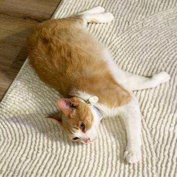 Domestic Short Hair Cats Available for Adoption in Austin, Texas - Mango Lasse | PetCurious