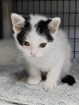 Pickle Jean -  Domestic Short Hair Cat for Adoption in Lovingston, Virginia - Pickle Jean | PetCurious