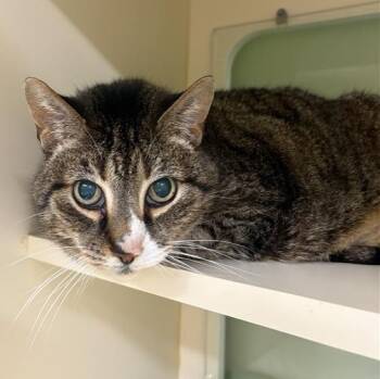 Stimpy -  Domestic Short Hair Cat for Adoption in Prince Frederick, Maryland - Stimpy | PetCurious