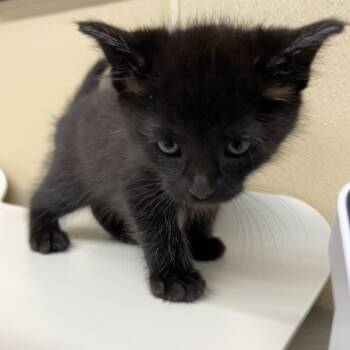 Rescue Domestic Long Hair Cats for Adoption in Pauls Valley, Oklahoma - Cowboy | PetCurious