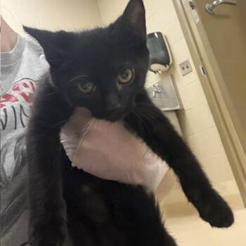 Nick(tan collar) -  Domestic Short Hair Cat for Adoption in Winston-salem, North Carolina - Nick(tan Collar) | PetCurious
