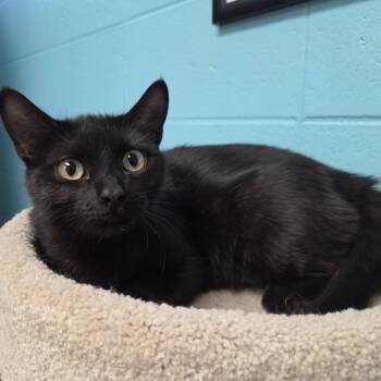 Betty -  Domestic Short Hair Cat for Adoption in Chilton, Wisconsin - Betty | PetCurious