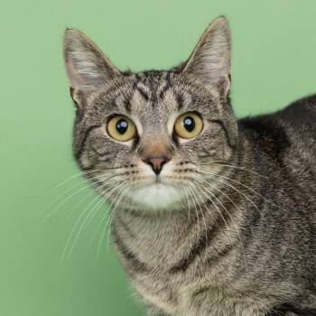 Brucey -  Domestic Short Hair Cat for Adoption in Franklin, Tennessee - Brucey | PetCurious