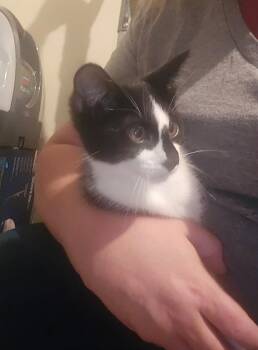 Rescue Tuxedo Cats for Adoption in Pocatello, Idaho - Blossom | PetCurious