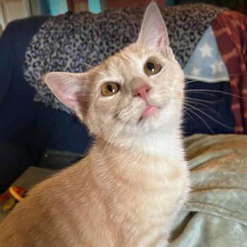 Armadillo (Cerebellar Hypoplasia) -  Domestic Short Hair Cat for Adoption in Woodbury, New Jersey - Armadillo (Cerebellar Hypoplasia) | PetCurious