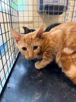 SAFFRON -  Domestic Short Hair Cat for Adoption in Fort Myers, Florida - SAFFRON | PetCurious