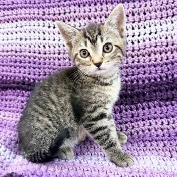 Ashley -  Domestic Short Hair Cat Available for Adoption in Mt. Juliet, Tennessee - Ashley | PetCurious
