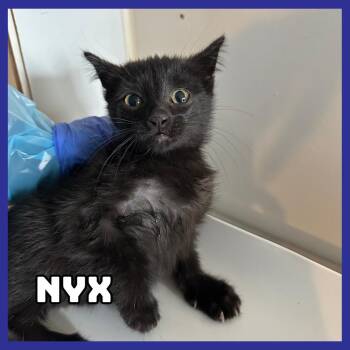 Domestic Short Hair Cats Available for Adoption in Glenwood, Minnesota - Nyx | PetCurious