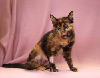 RAVYN -  Tortoiseshell Cat for Adoption in Pasadena, California - RAVYN | PetCurious