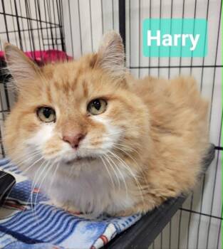 Domestic Medium Hair Cats Available for Adoption in Richmond, Indiana - Harry | PetCurious