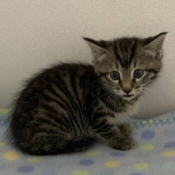 Alice -  Domestic Short Hair Cat Available for Adoption in Franklin, North Carolina - Alice | PetCurious
