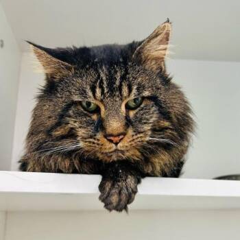 Domestic Medium Hair Cats Available for Adoption - Davey Doobers | PetCurious