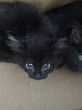 Rescue Domestic Short Hair Cats for Adoption in Dallas, Texas - RIVER | PetCurious