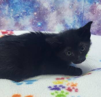 Domestic Short Hair Cats Available for Adoption in Washington Court House, Ohio - Waverly | PetCurious