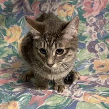 Ygritte -  Domestic Short Hair Cat for Adoption in Midland, Texas - Ygritte | PetCurious