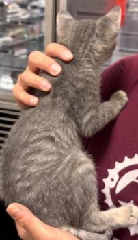 Hippie -  Domestic Short Hair Cat for Adoption in Waverly, Tennessee - Hippie | PetCurious