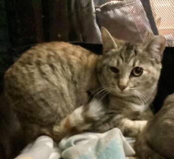 Domestic Short Hair Cats Available for Adoption in Augusta, Georgia - Karmin | PetCurious