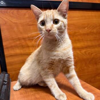 Sia -  Domestic Short Hair Cat for Adoption in Midland, Texas - Sia | PetCurious