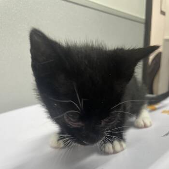 Domestic Short Hair Cats Available for Adoption in Tampa, Florida - James | PetCurious