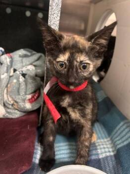 Cherry Bomb -  Domestic Short Hair Cat for Adoption in Irving, Texas - Cherry Bomb | PetCurious