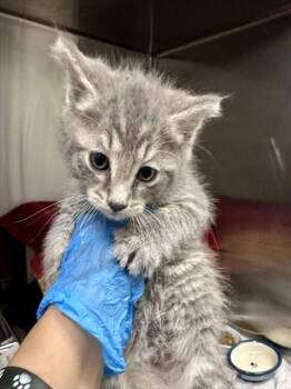 DACHSEN -  Domestic Short Hair Cat for Adoption in Derwood, Maryland - DACHSEN | PetCurious