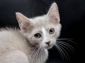 Reader Rabbit -  Domestic Short Hair Cat for Adoption in Portland, Oregon - Reader Rabbit | PetCurious