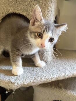 Depeche -  Domestic Short Hair Cat for Adoption in Cleveland, Ohio - Depeche | PetCurious