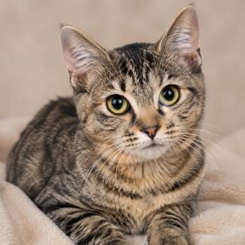 Myrtille -  Domestic Short Hair Cat for Adoption in NEW PT RICHEY, Florida - Myrtille | PetCurious