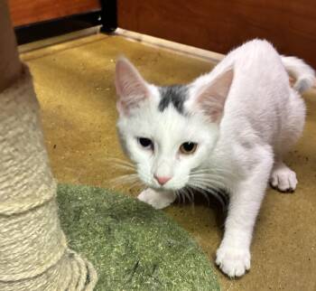 Anthony -  Domestic Short Hair Cat for Adoption in Lambertville, New Jersey - Anthony | PetCurious