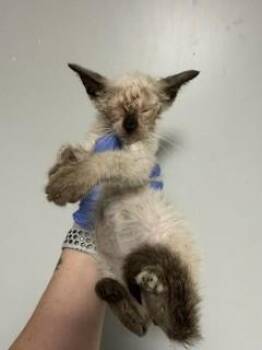 SAMARA -  Siamese Cat for Adoption in Doral, Florida - SAMARA | PetCurious